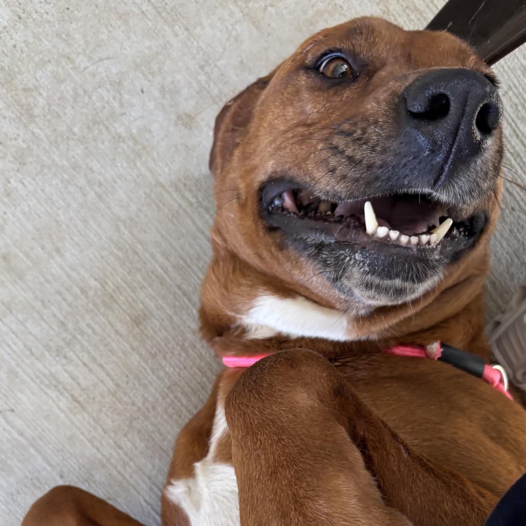 Enlarge Izzy, a Adoptable mixed breed in Galax, VA image 1/6