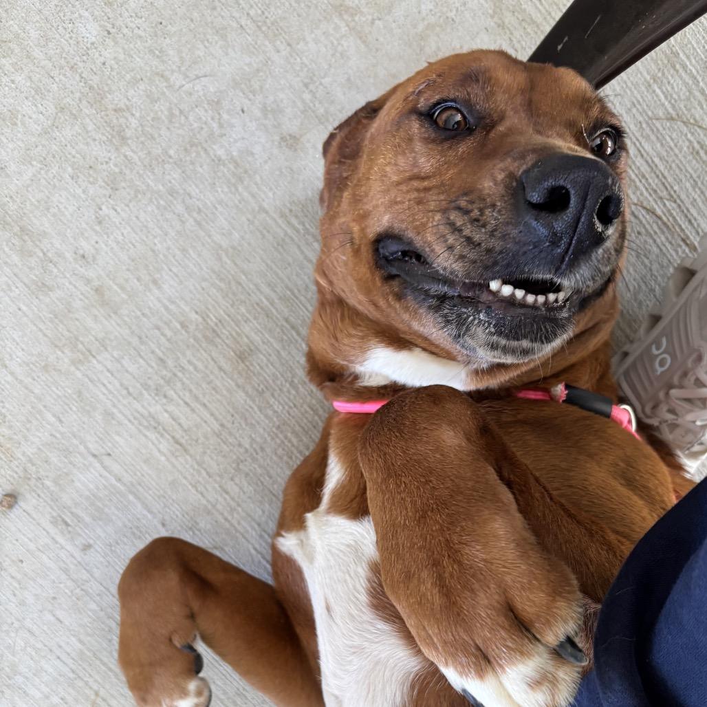 Enlarge Izzy, a Adoptable mixed breed in Galax, VA image 3/6