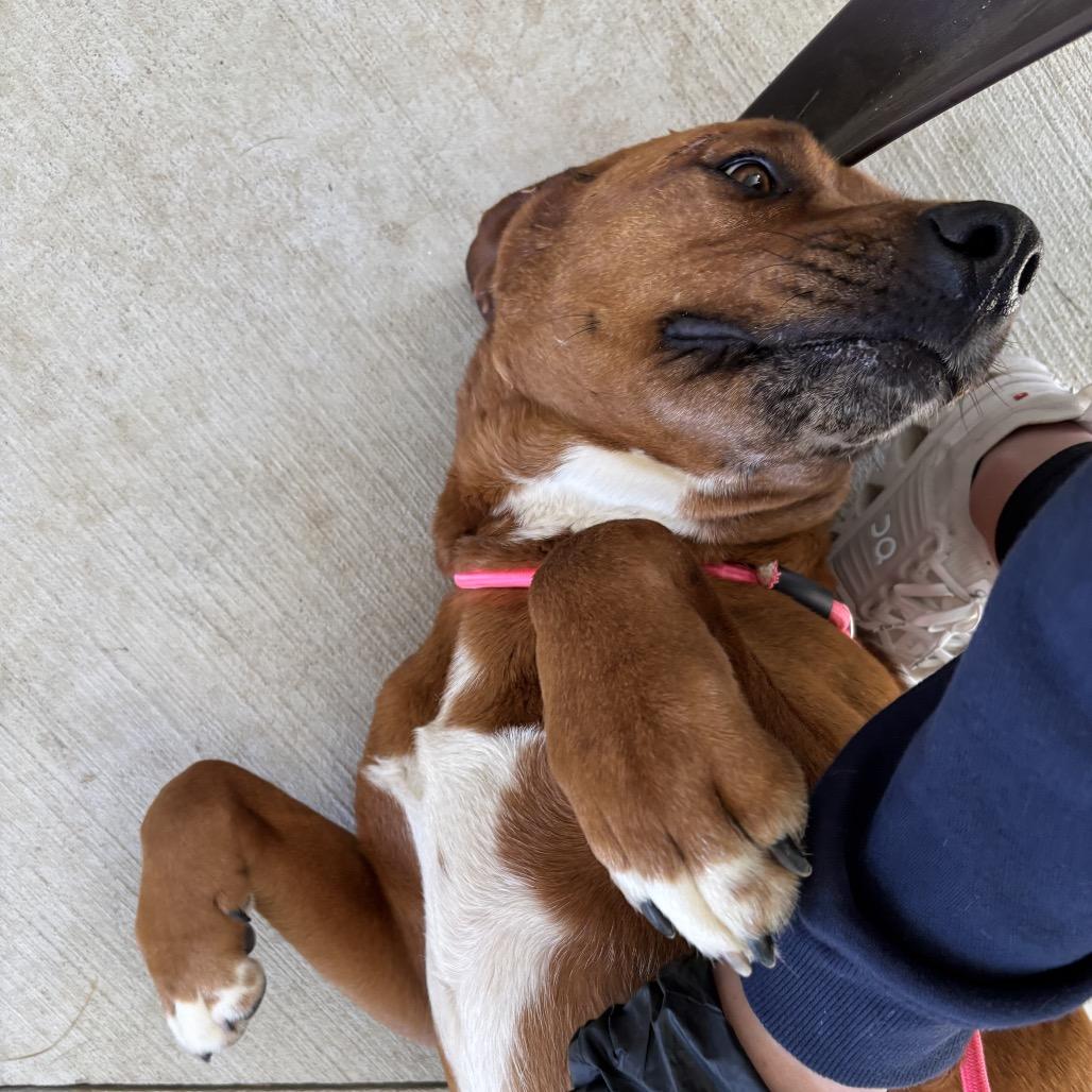 Enlarge Izzy, a Adoptable mixed breed in Galax, VA image 4/6