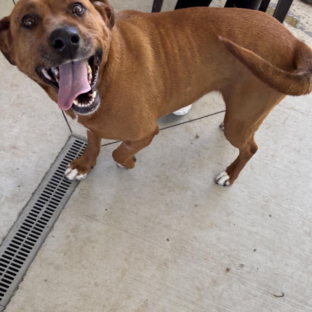 Enlarge Izzy, a Adoptable mixed breed in Galax, VA image 5/6