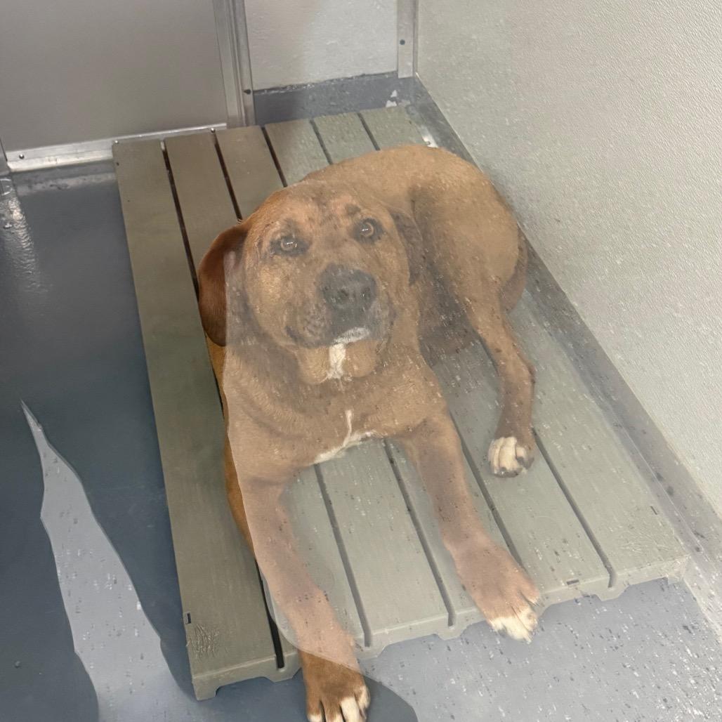 Enlarge Izzy, a Adoptable mixed breed in Galax, VA image 6/6