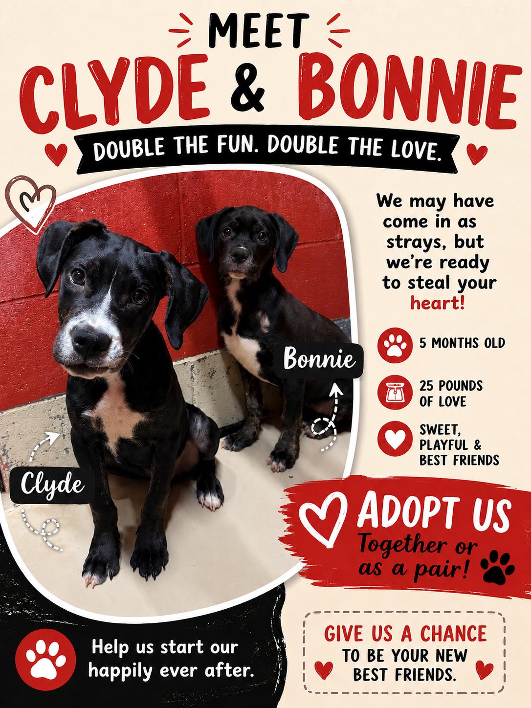 Enlarge Bonnie and Clyde, a Adoptable mixed breed in Elberton, GA image 3/3