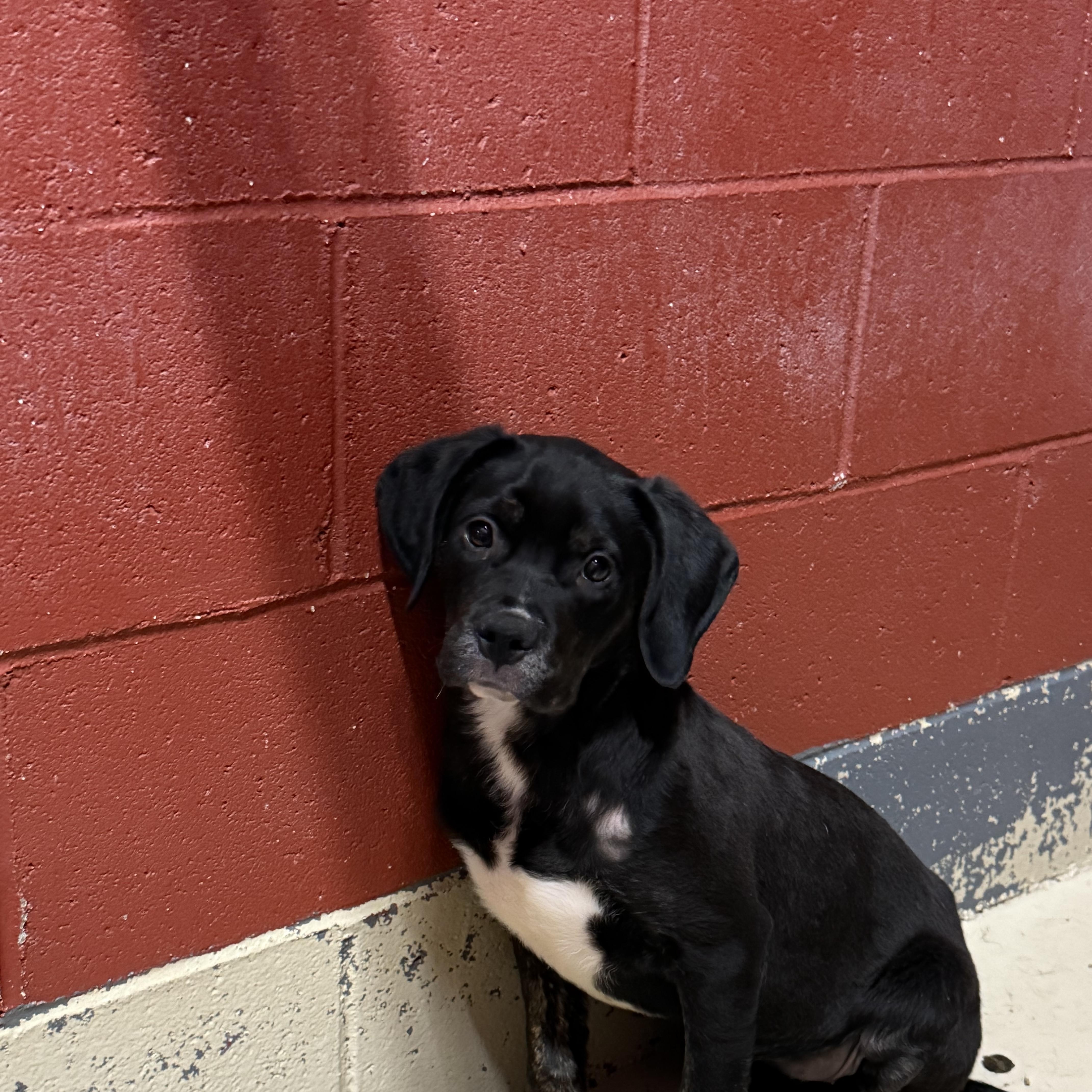 Enlarge Bonnie and Clyde, a Adoptable mixed breed in Elberton, GA image 2/3
