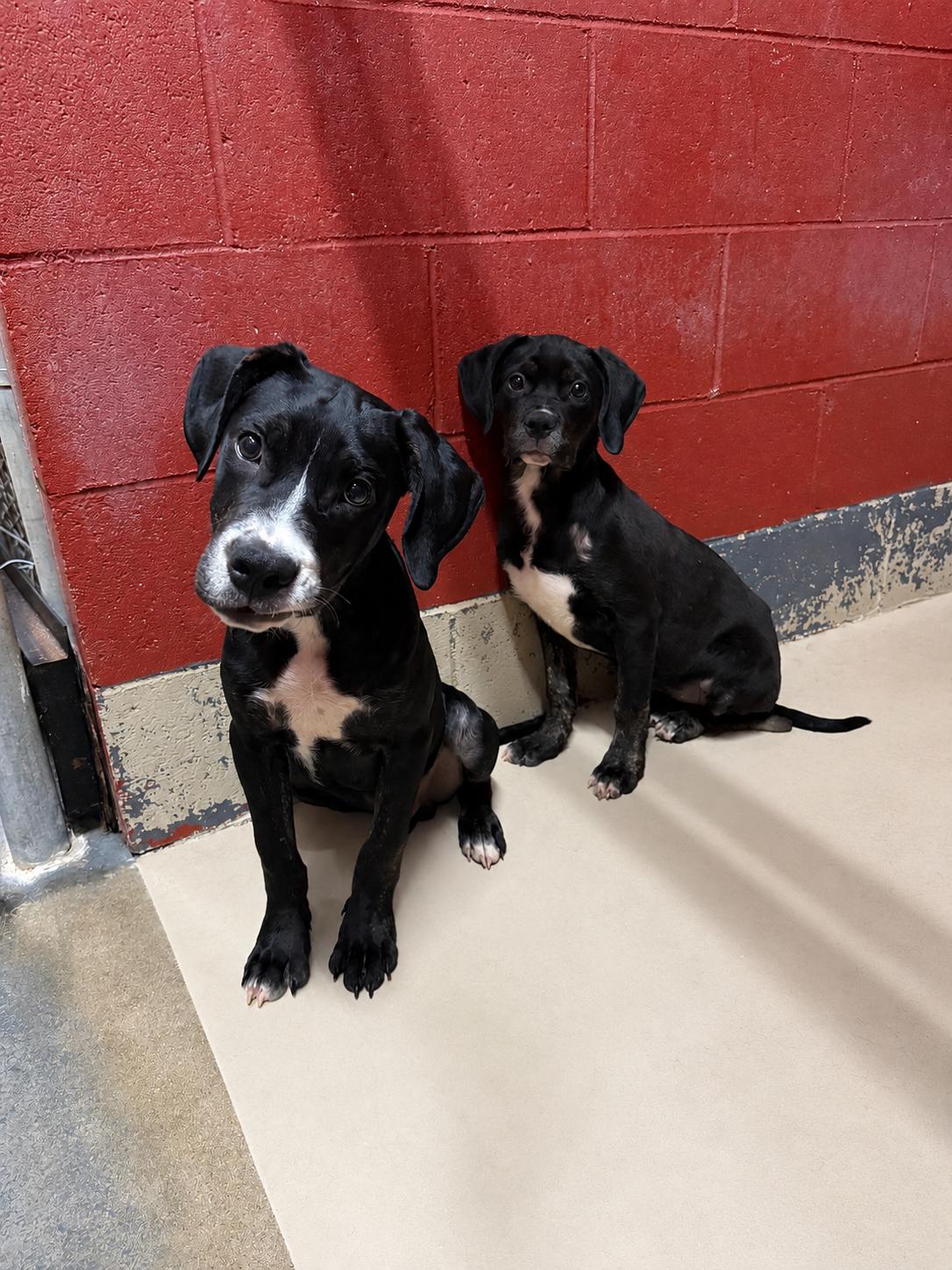 Enlarge Bonnie and Clyde, a Adoptable mixed breed in Elberton, GA image 1/3