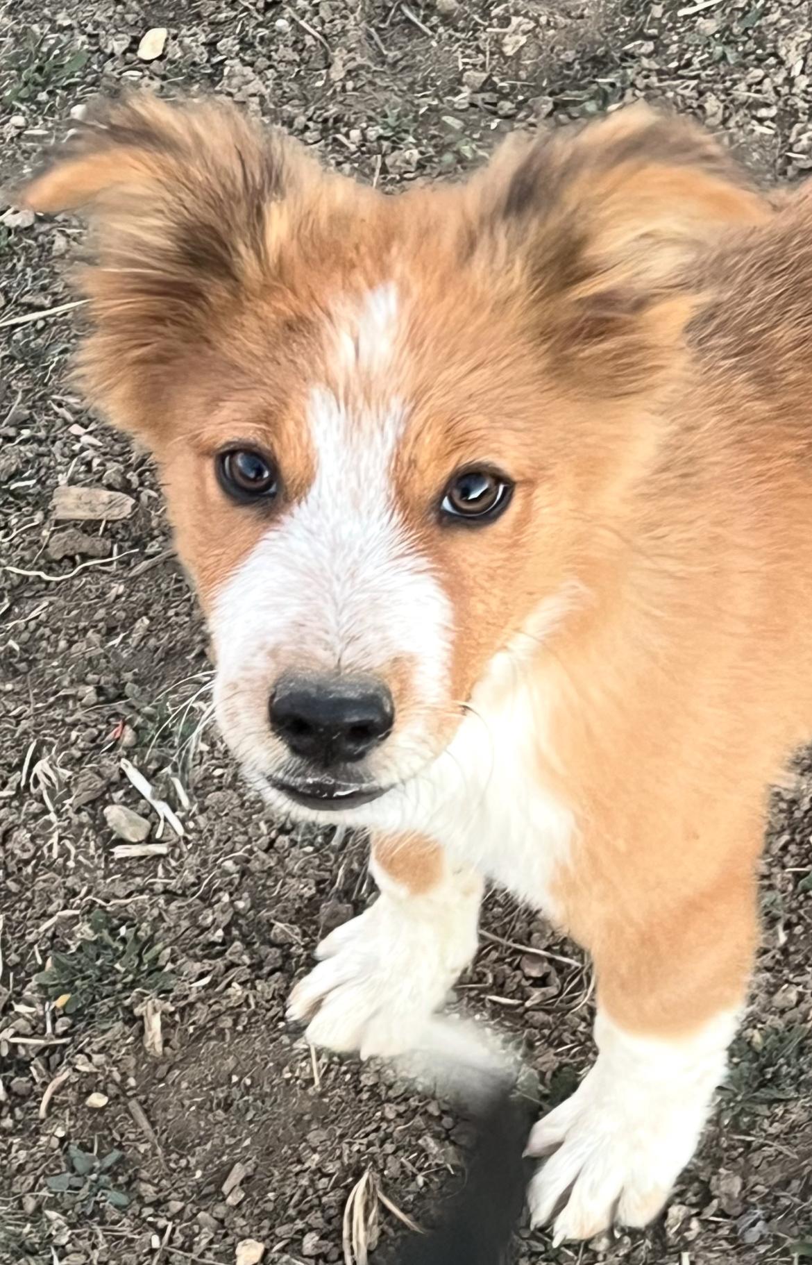 Butch Cassidy, Adoptable, Puppy Male Australian Shepherd.