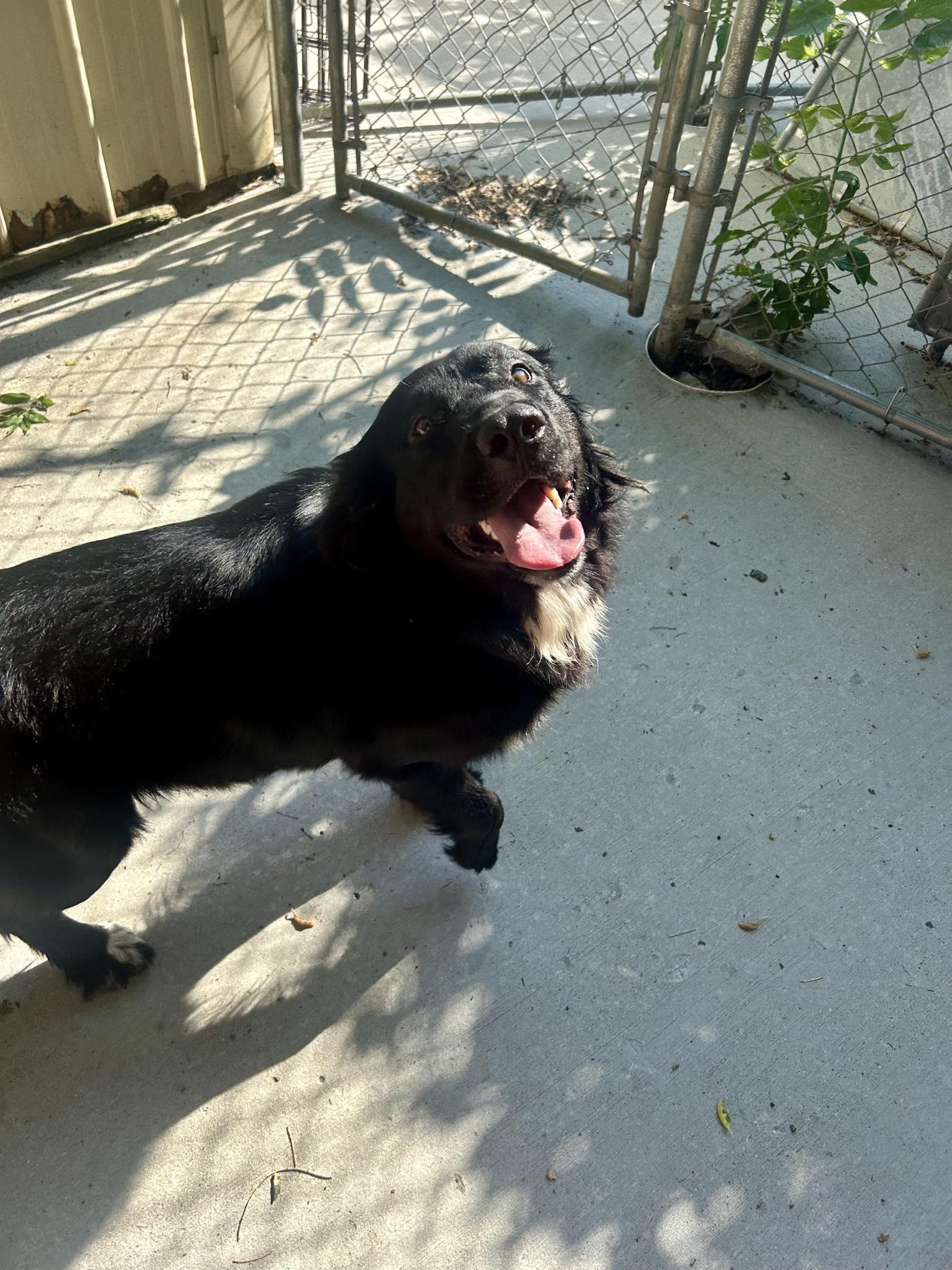 Pet Image