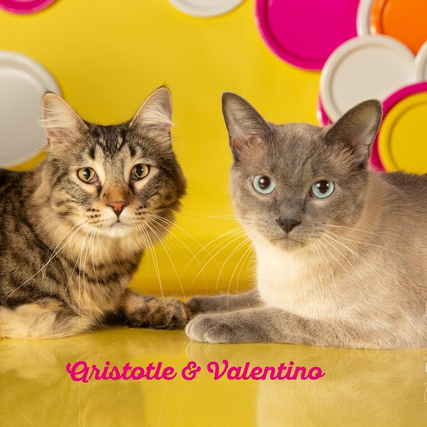 Aristotle, Adoptable, Adult Male Domestic Medium Hair.