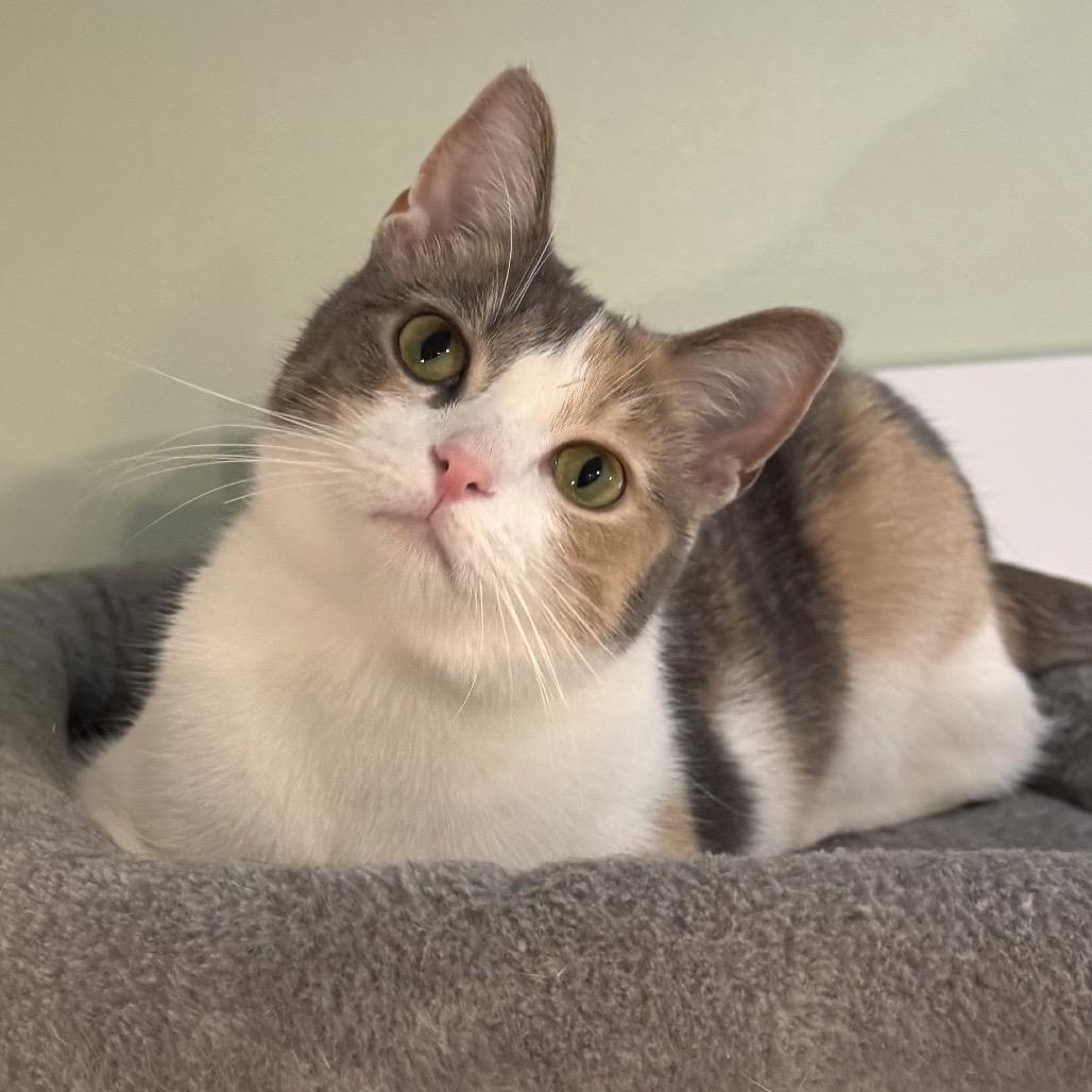 Enlarge Hazel, a Adoptable Domestic Short Hair in Goshen, IN image 1/1