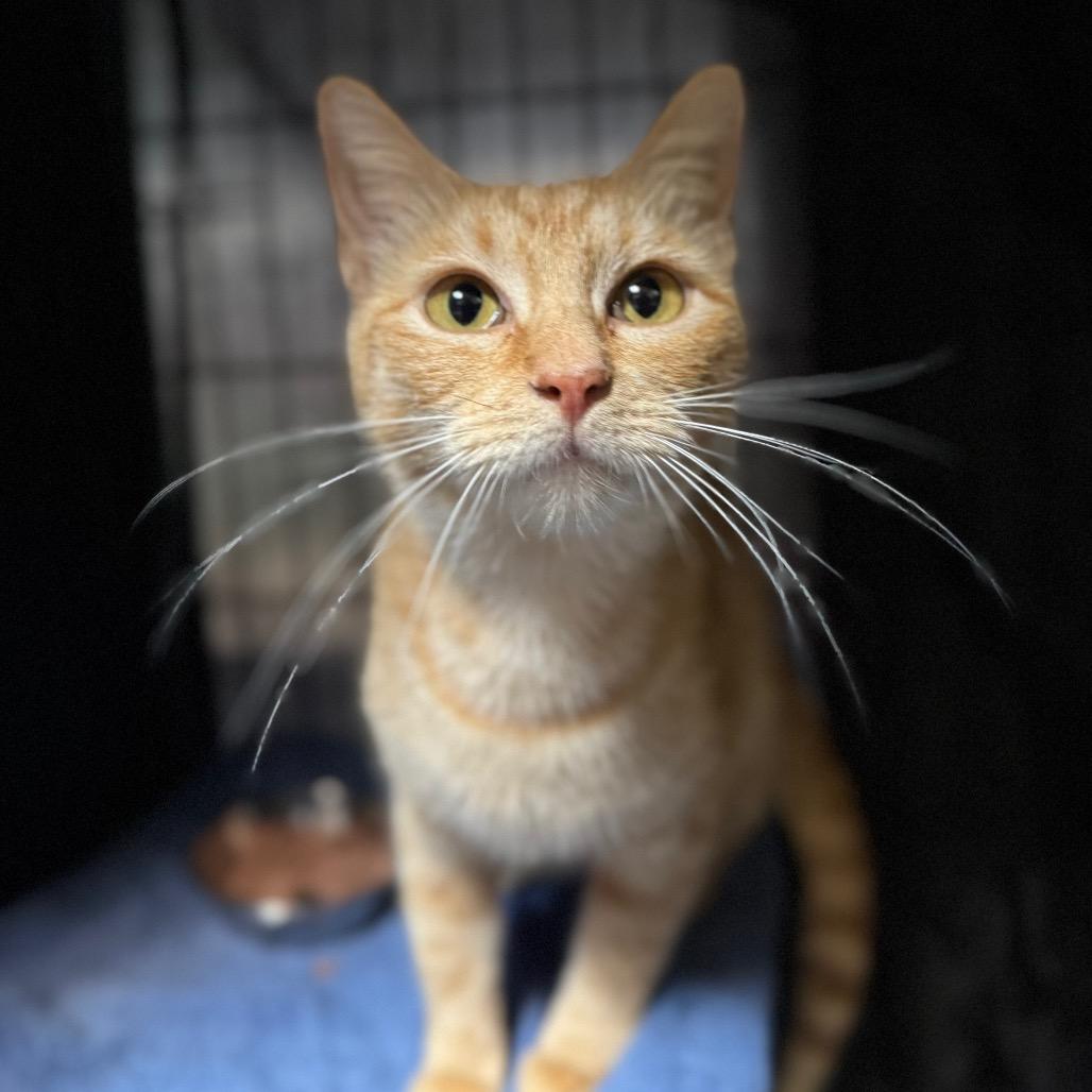 Buttercup, Adoptable, Young Female Domestic Short Hair.
