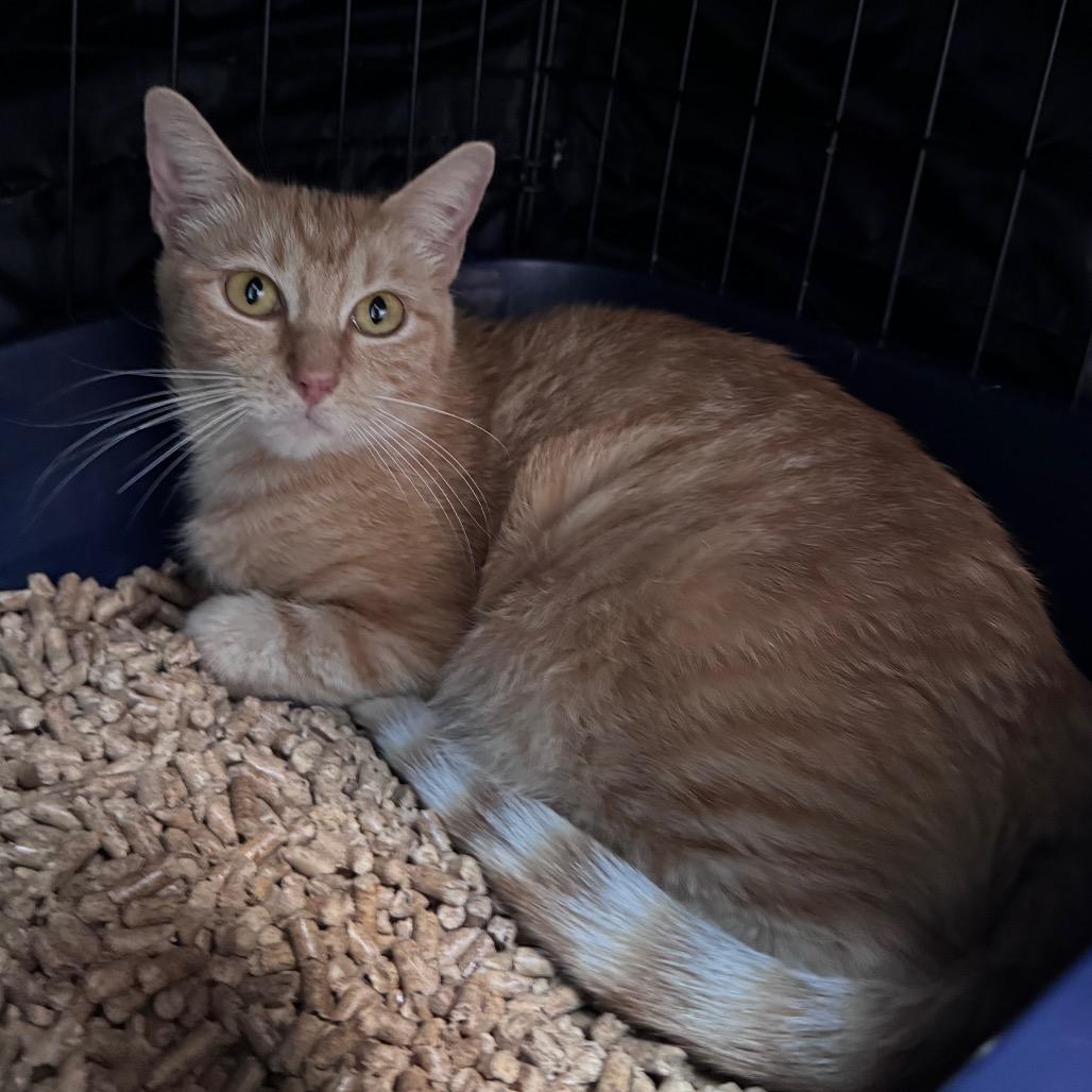 Buttercup, a Adoptable Domestic Short Hair in Fredericksburg, TX image 2/3