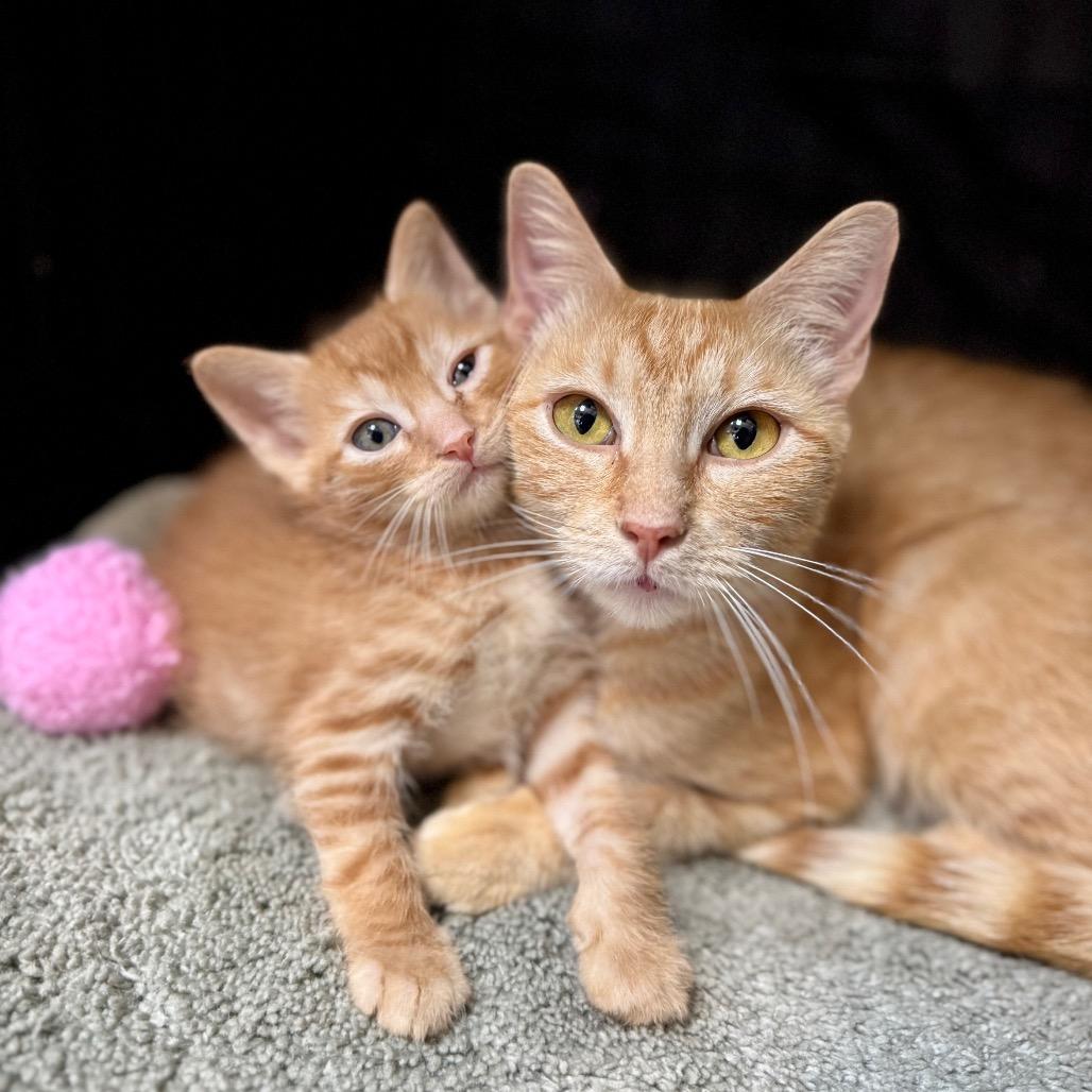 Buttercup, a Adoptable Domestic Short Hair in Fredericksburg, TX image 3/3