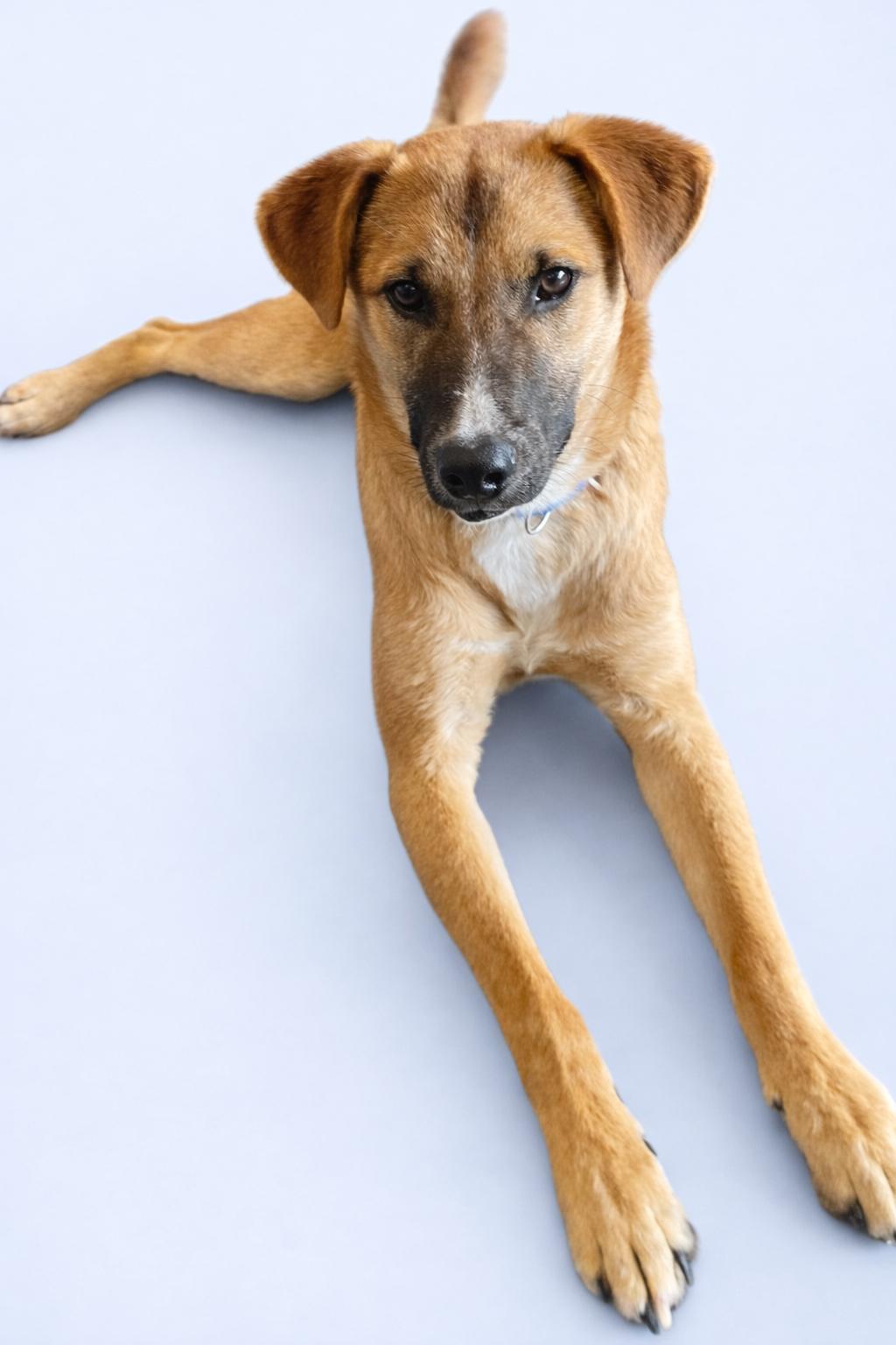 Enlarge Elvis, an adopted mixed breed in Austin, TX image 2/6
