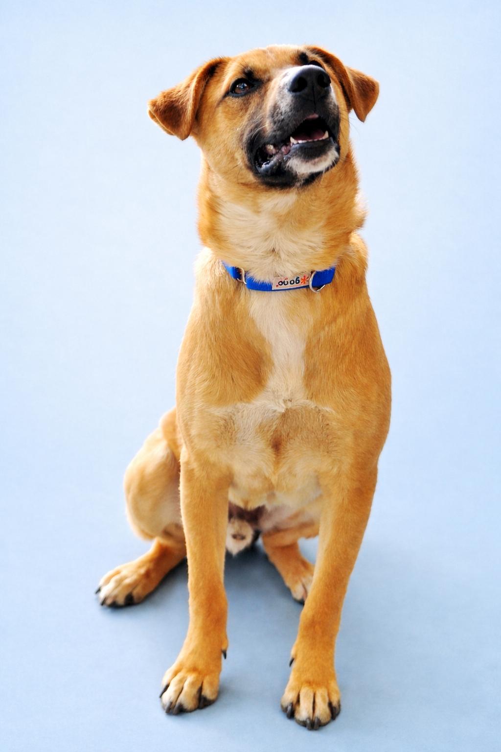 Enlarge Elvis, an adopted mixed breed in Austin, TX image 3/6