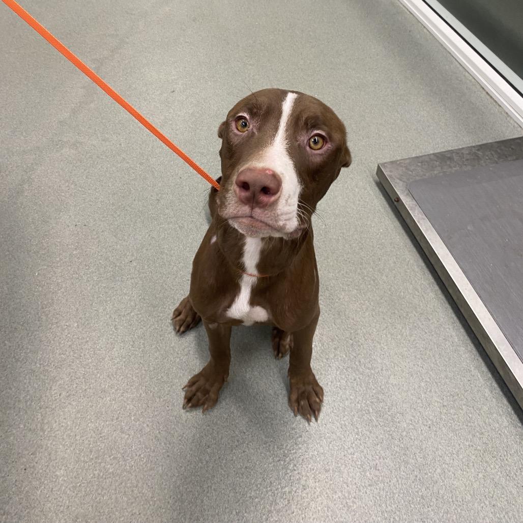 Enlarge Platypus, a Adoptable Pit Bull Terrier in Westminster, CA image 1/3