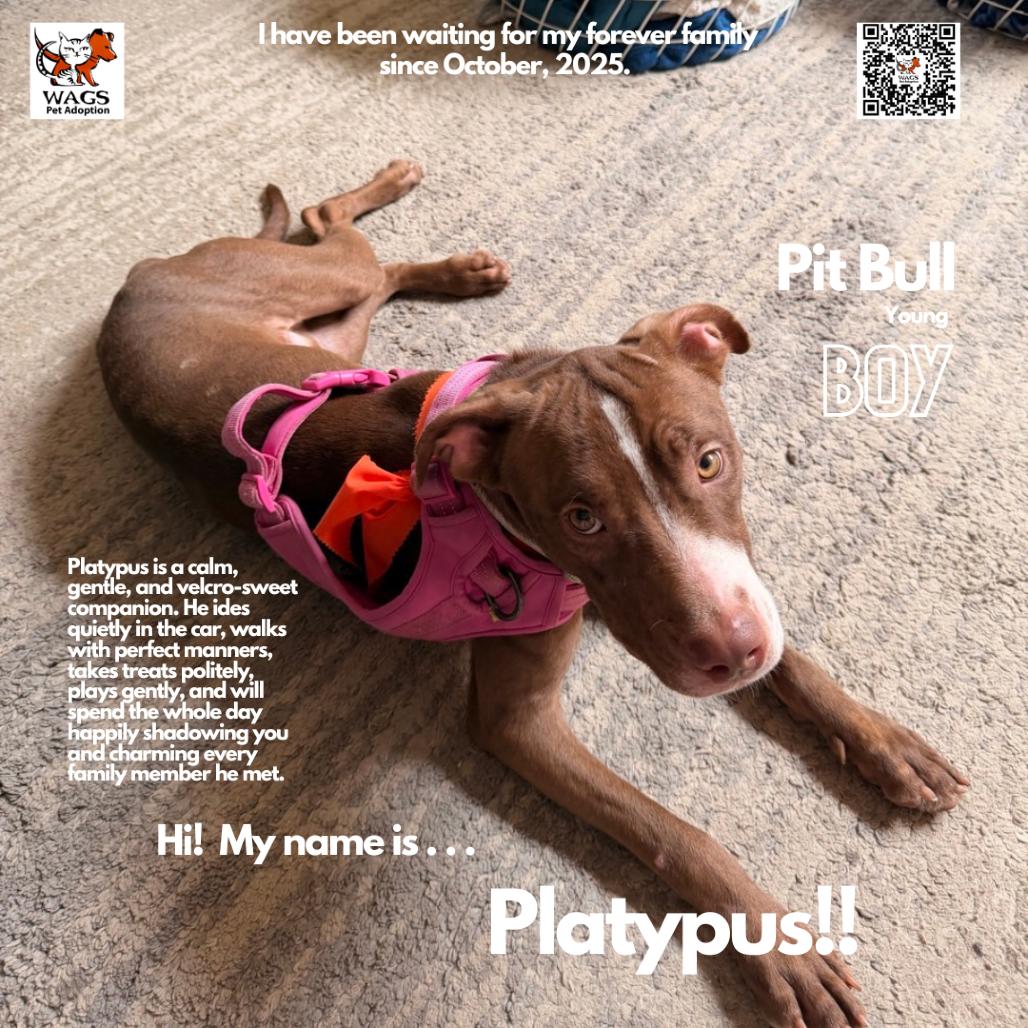 Enlarge Platypus, a Adoptable Pit Bull Terrier in Westminster, CA image 2/3