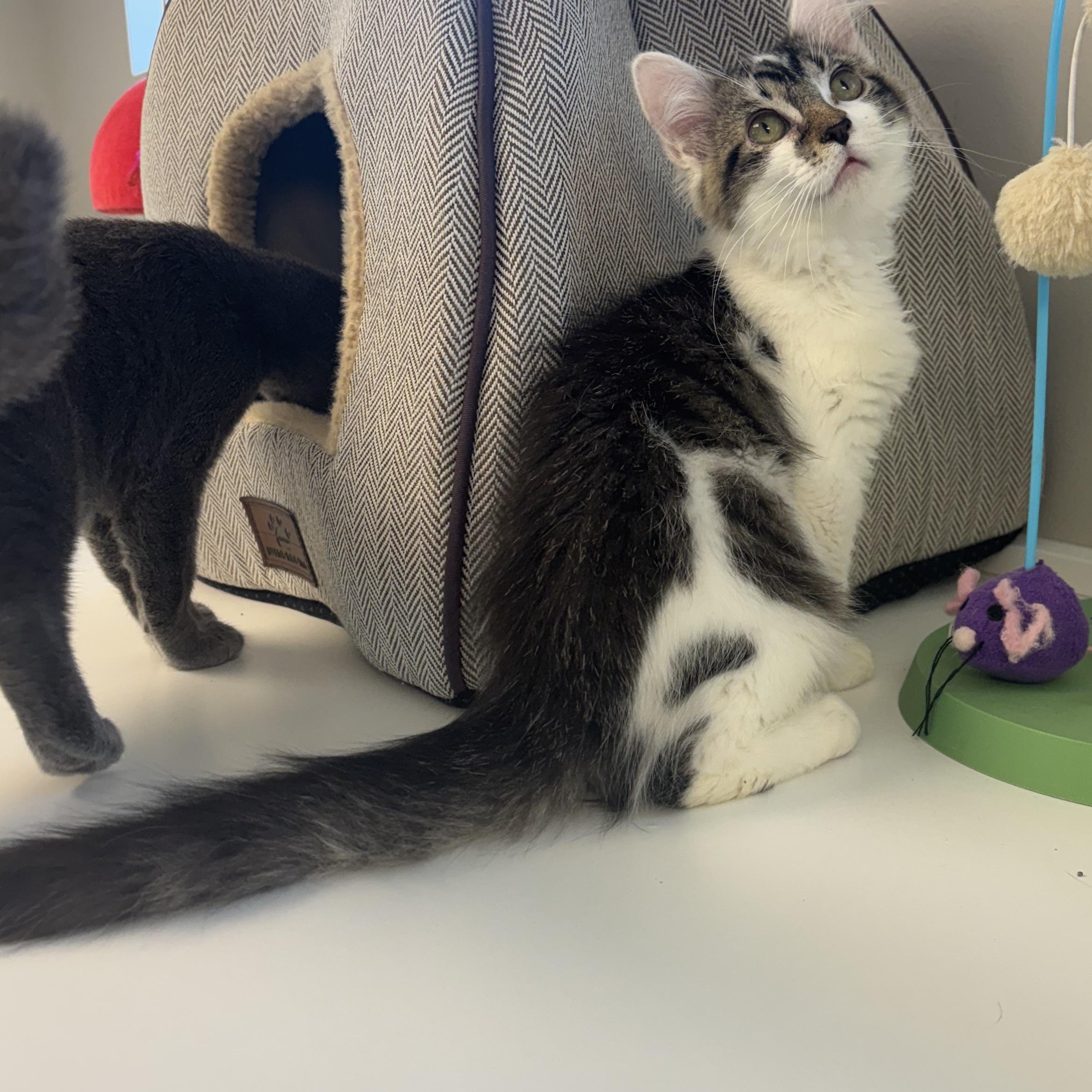 Sweetopia, adopted, Kitten Female Domestic Long Hair & Maine Coon.