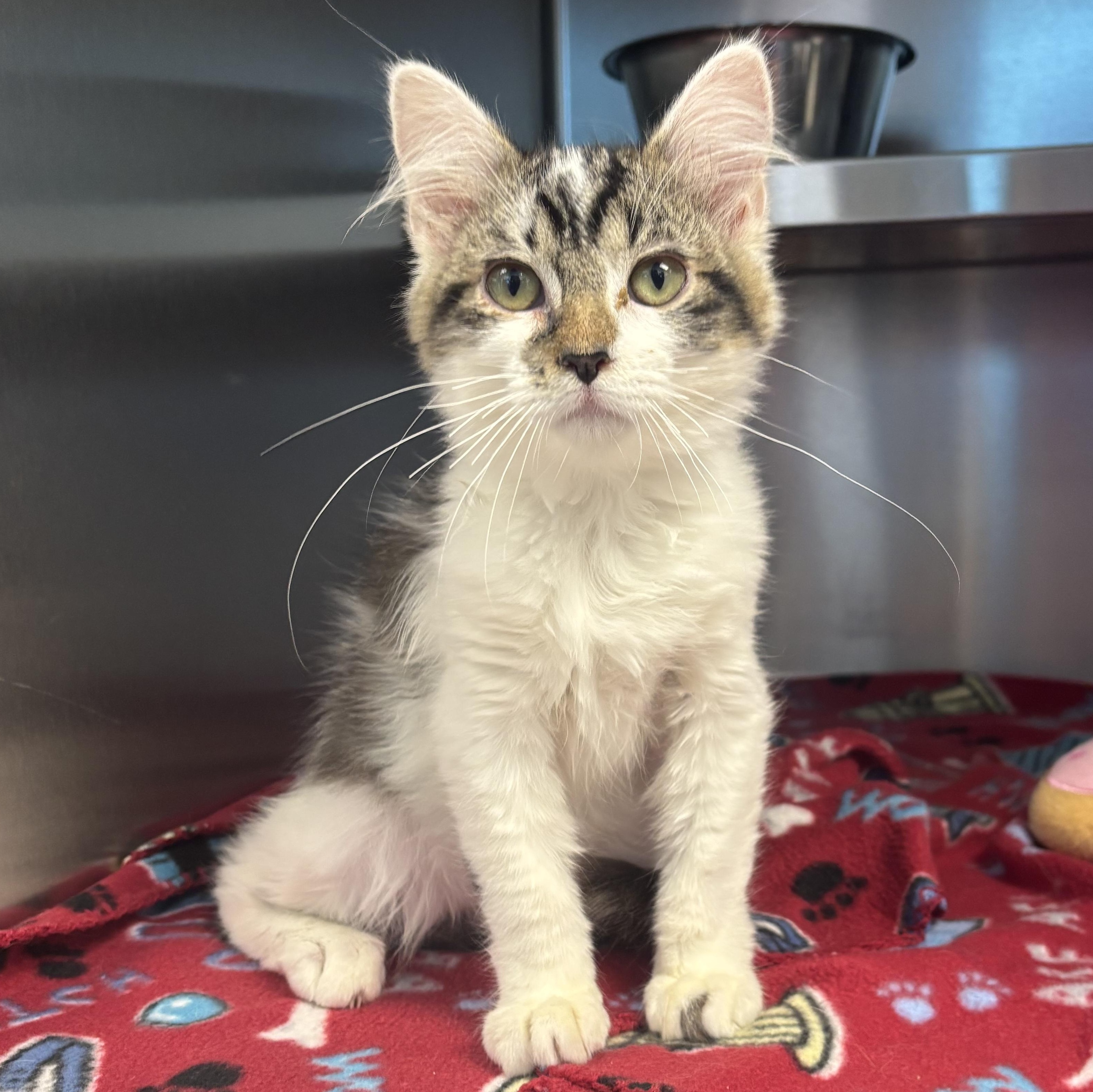 Sweetopia, an adopted mixed breed in Liberty, MO image 3/6