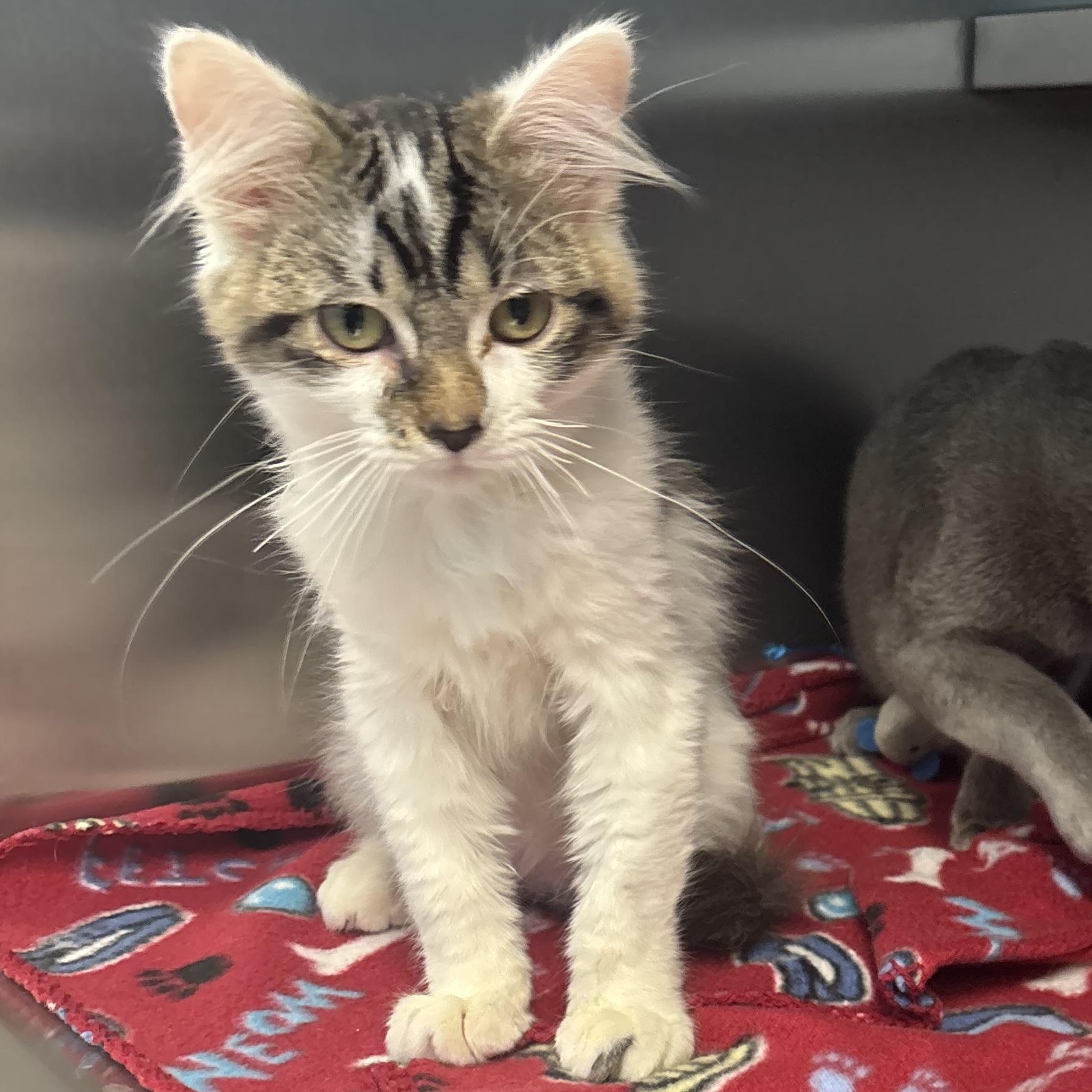Sweetopia, an adopted mixed breed in Liberty, MO image 2/6