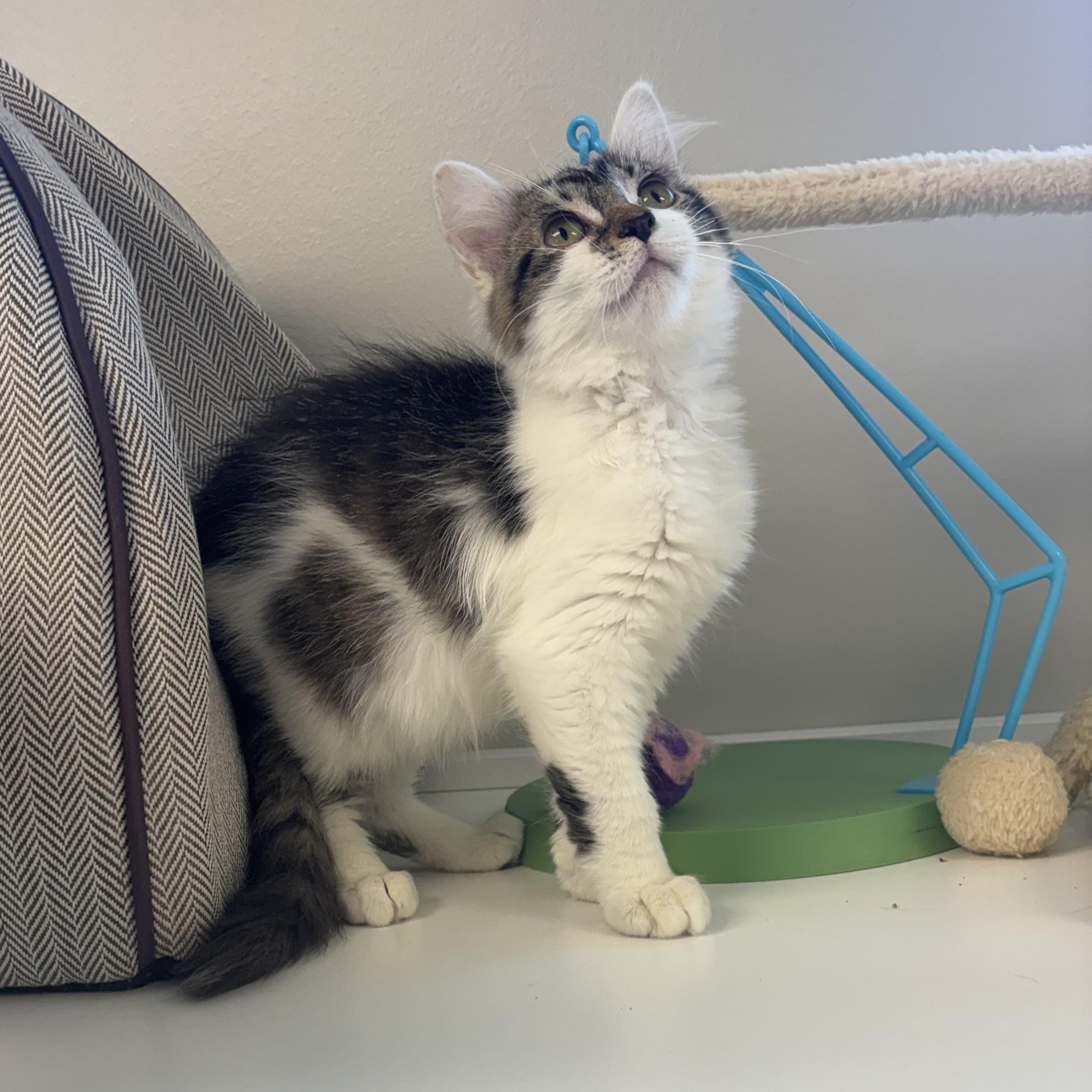 Sweetopia, an adopted mixed breed in Liberty, MO image 5/6