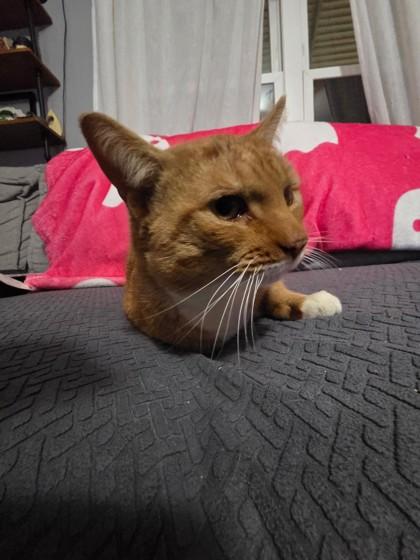 Coach, Adoptable, Adult Male Domestic Short Hair & Domestic Short Hair.