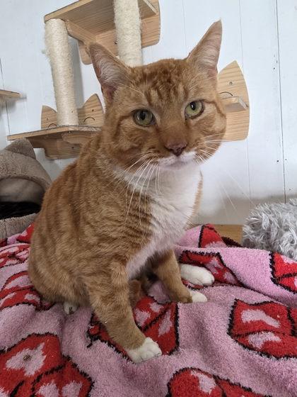 Enlarge Coach, a Adoptable mixed breed in Berwick, PA image 2/2