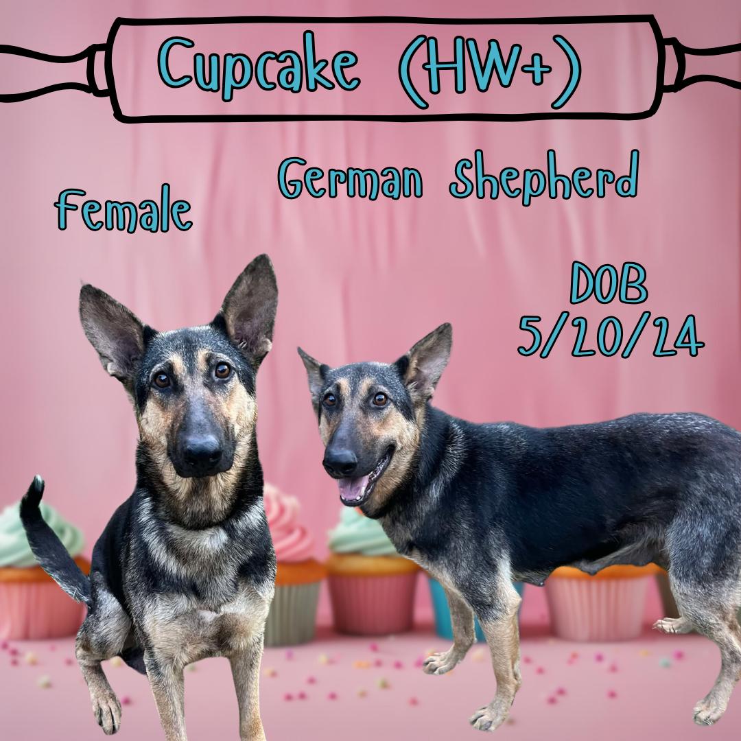 Cupcake, Young Female German Shepherd Dog