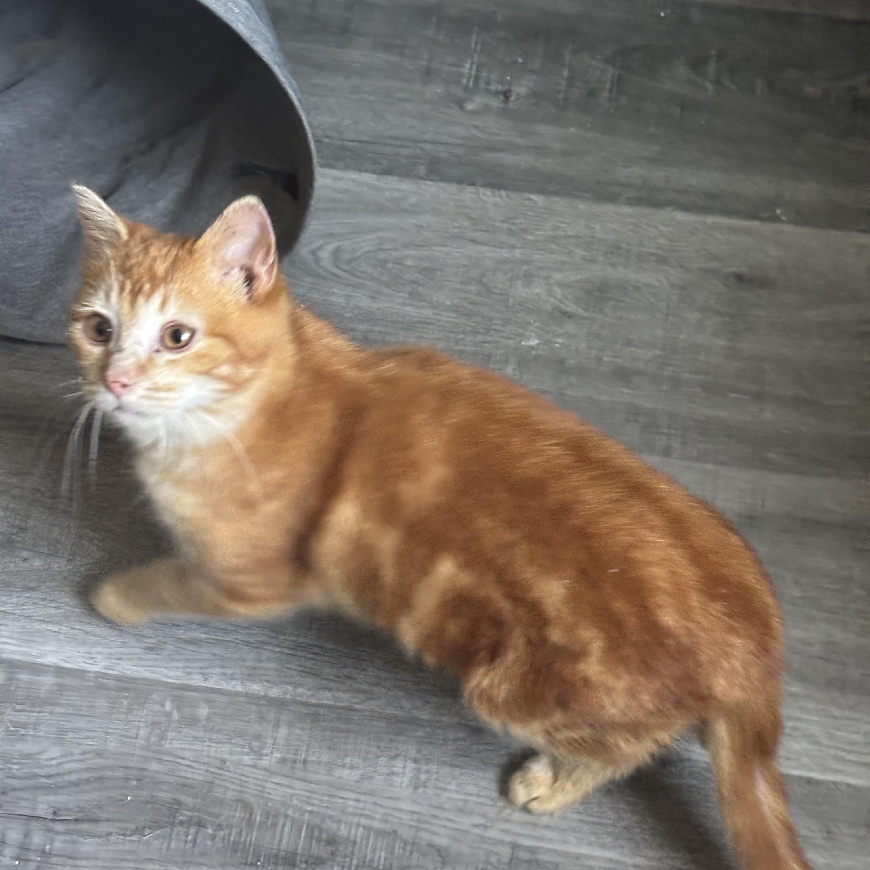 Enlarge Lazarus, an adopted mixed breed in Everett, ON image 1/5