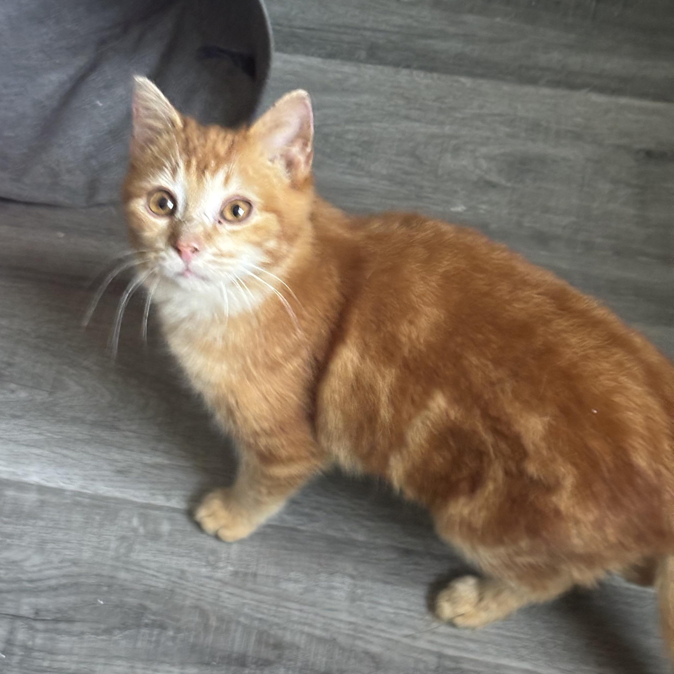 Enlarge Lazarus, an adopted mixed breed in Everett, ON image 3/5