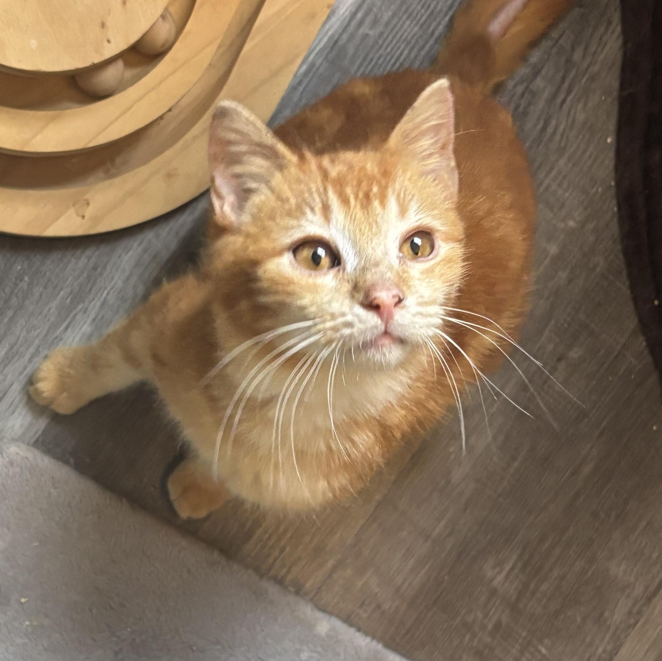 Enlarge Lazarus, an adopted mixed breed in Everett, ON image 5/5