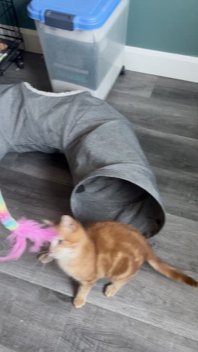 Enlarge Lazarus, an adopted mixed breed in Everett, ON video 4/5