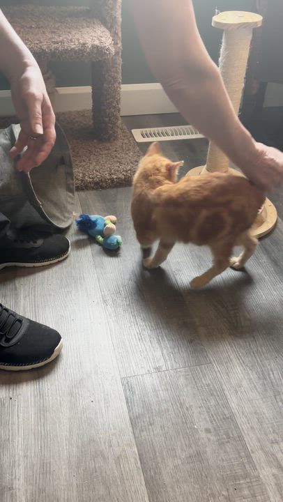 Enlarge Lazarus, an adopted mixed breed in Everett, ON video 2/5