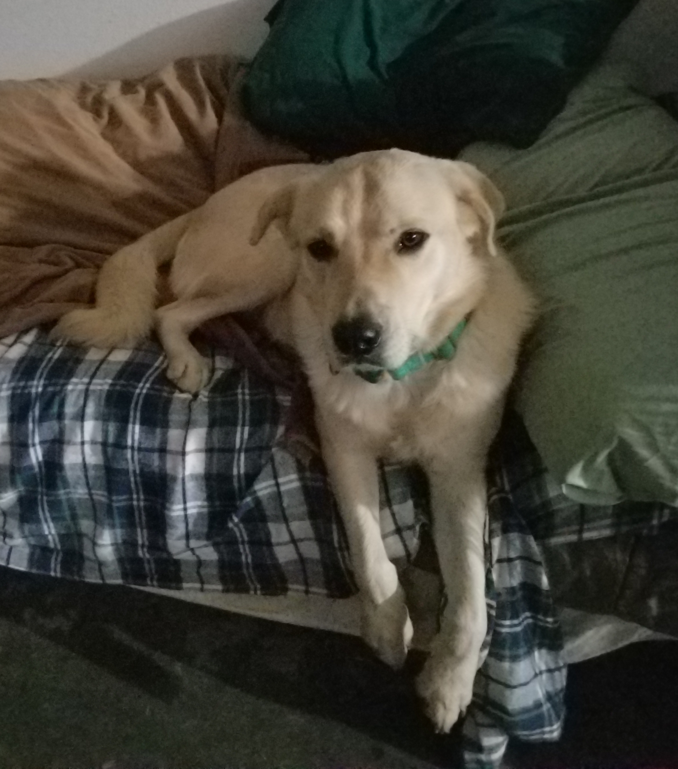 Riley, Adoptable, Young Male Golden Retriever & Akbash.