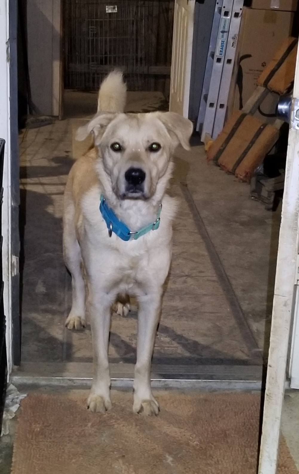 Riley, a Adoptable mixed breed in Cantua Creek, CA image 2/4