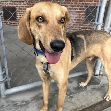 Guacamole, Adoptable, Adult Male Hound & Mixed Breed.
