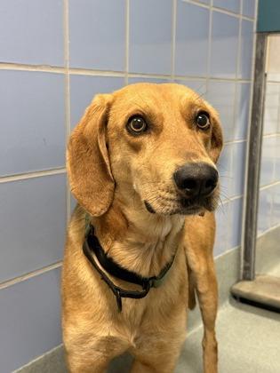 Enlarge Guacamole, a Adoptable mixed breed in Richmond, VA image 2/3