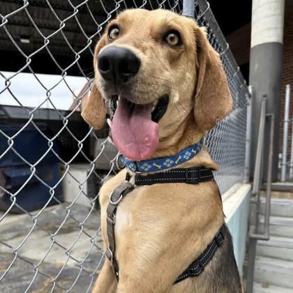 Enlarge Guacamole, a Adoptable mixed breed in Richmond, VA image 3/3