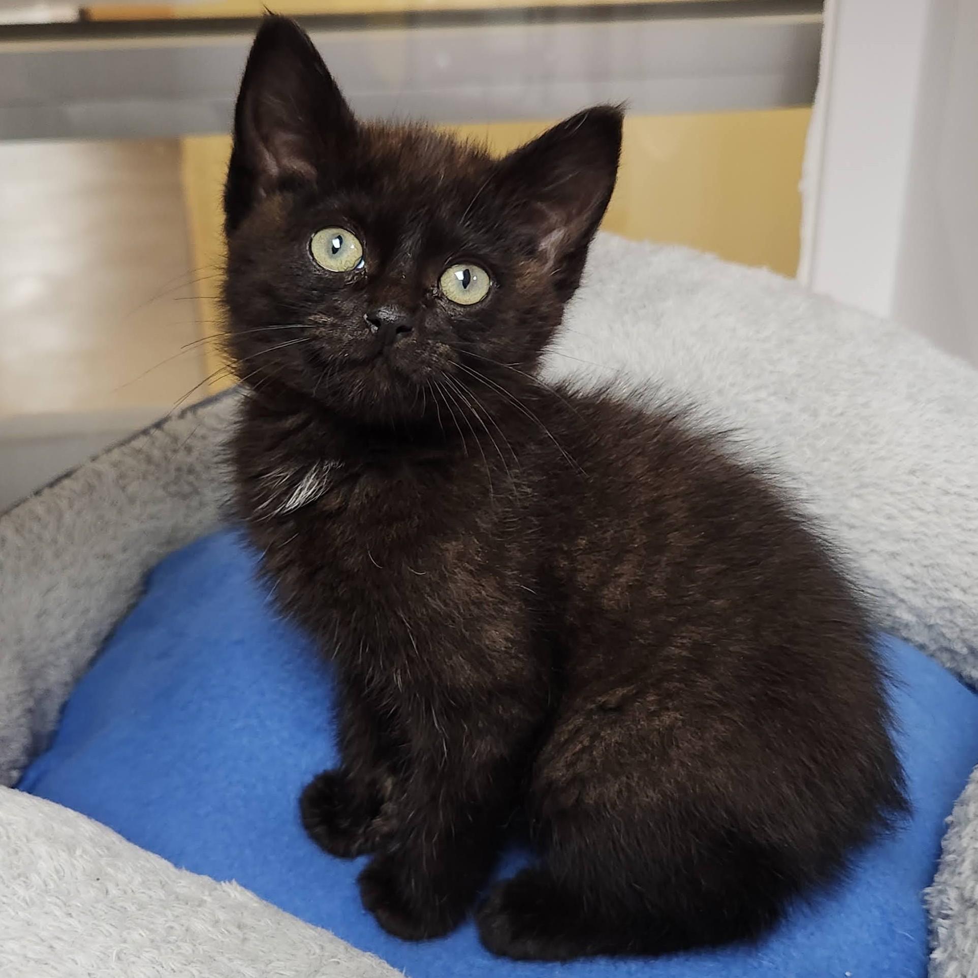 Enlarge Hector, a ADOPTABLE Domestic Short Hair in Marshfield, WI image 2/6