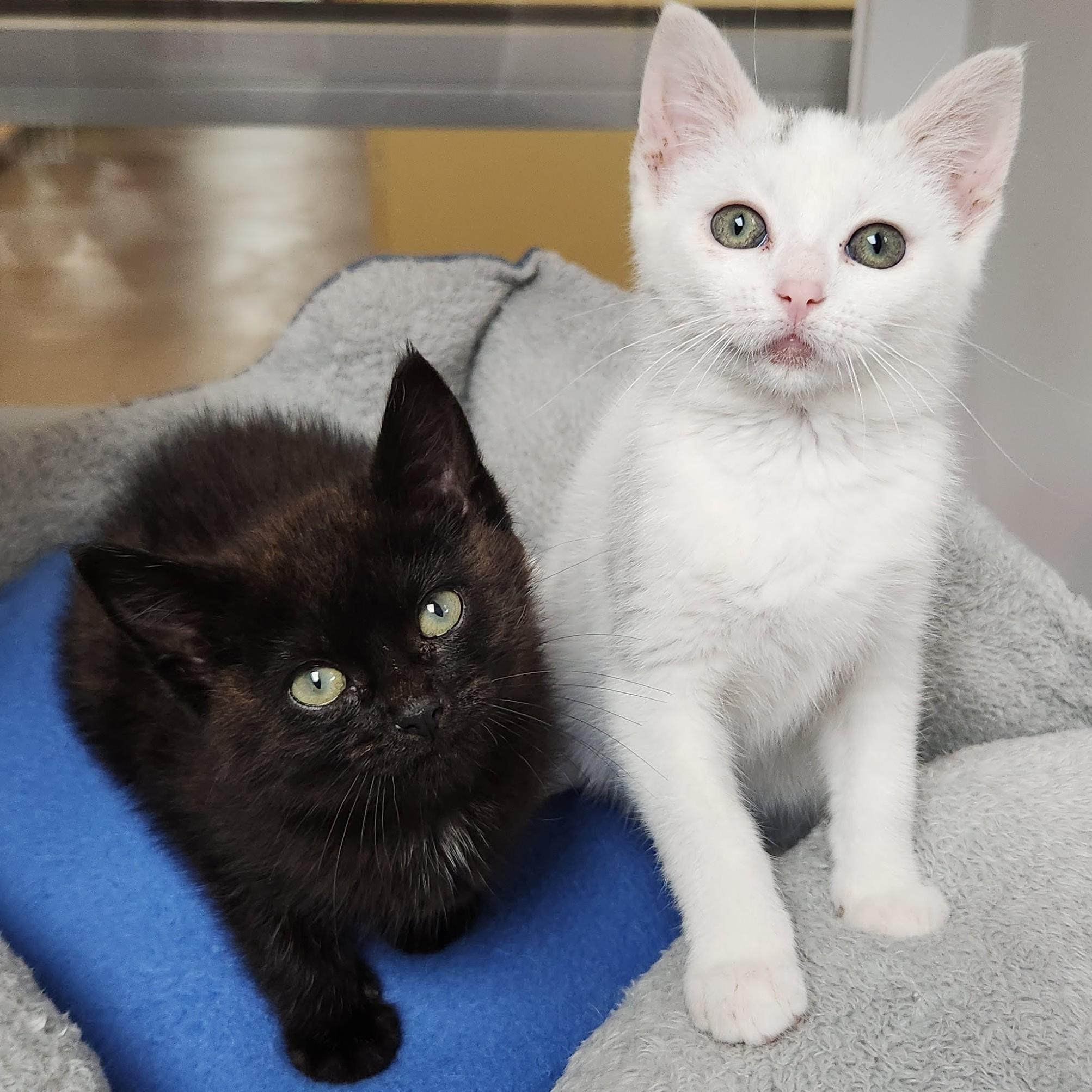 Enlarge Hector, a ADOPTABLE Domestic Short Hair in Marshfield, WI image 5/6