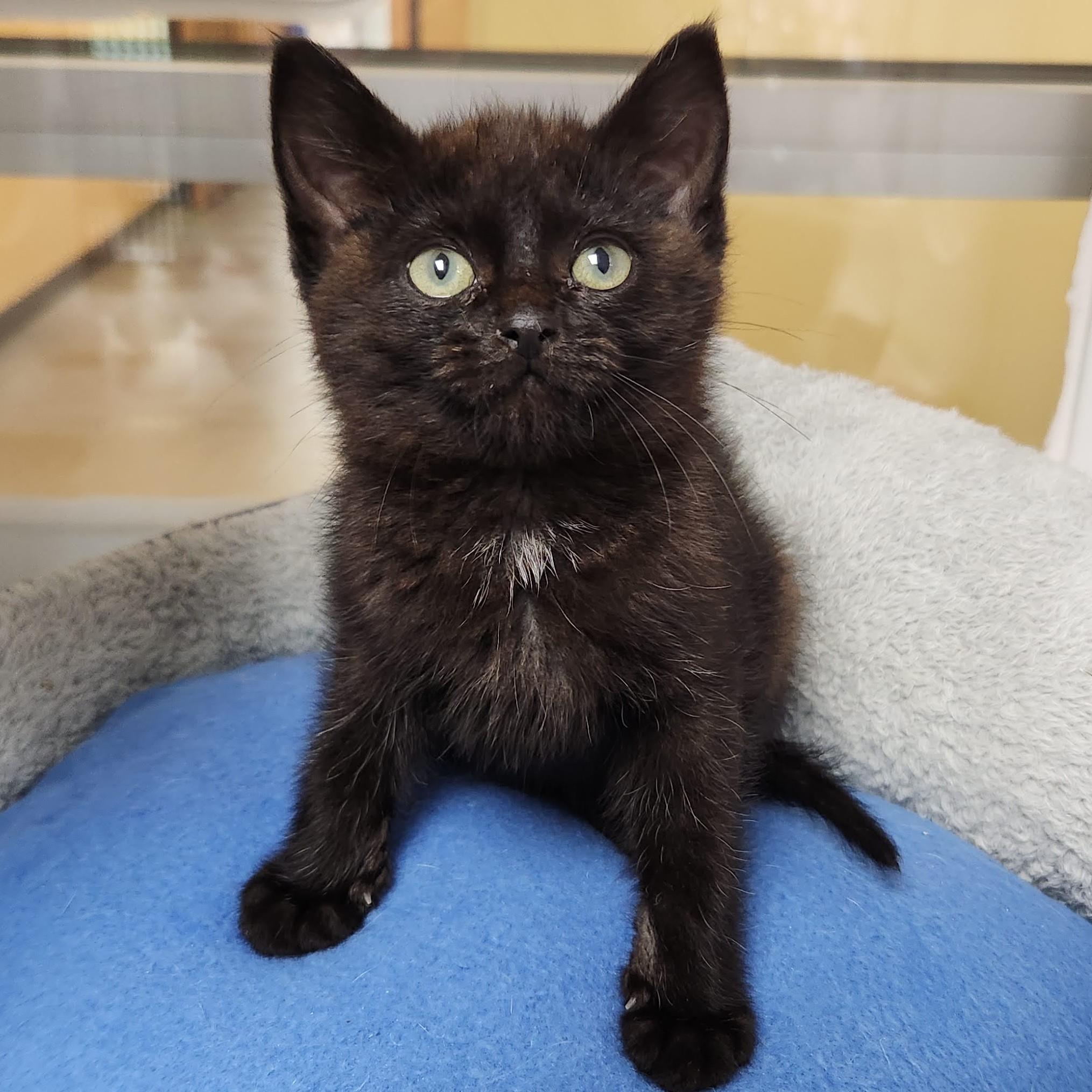 Hector, ADOPTABLE, Kitten Male Domestic Short Hair.