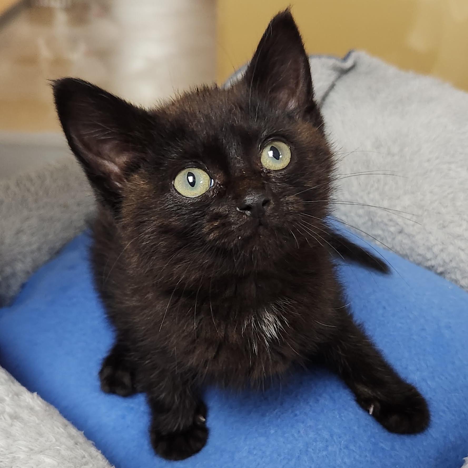 Enlarge Hector, a ADOPTABLE Domestic Short Hair in Marshfield, WI image 4/6