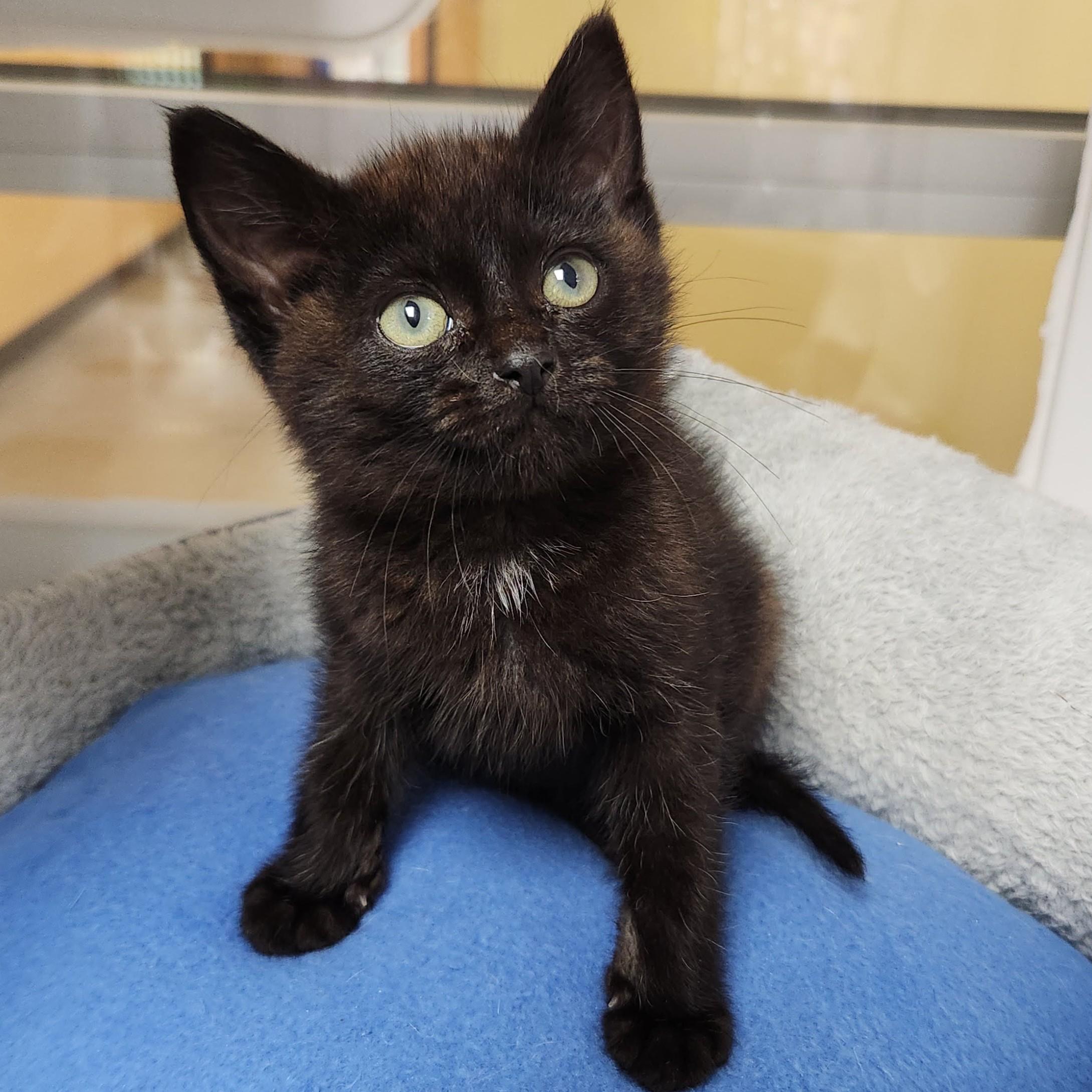 Enlarge Hector, a ADOPTABLE Domestic Short Hair in Marshfield, WI image 3/6