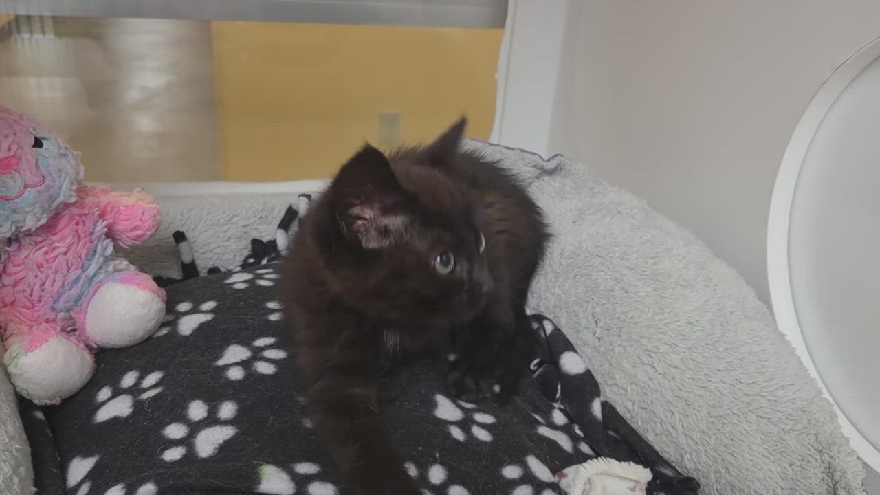 Enlarge Hector, a ADOPTABLE Domestic Short Hair in Marshfield, WI video 6/6