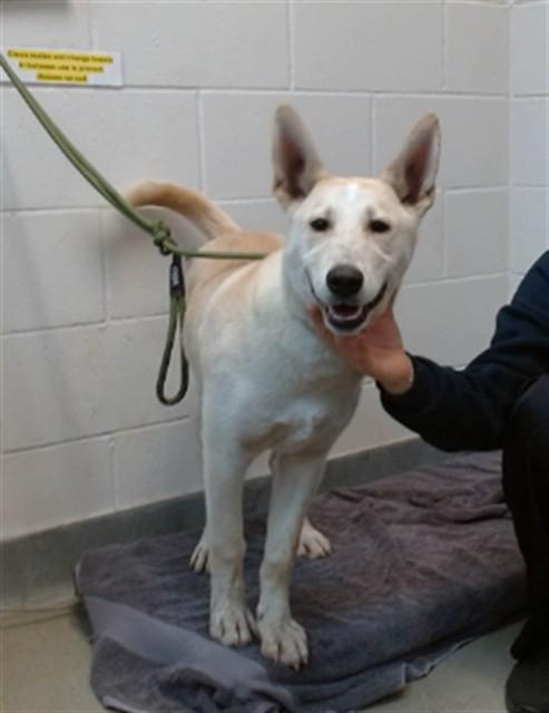 Enlarge DUKE, a Adoptable mixed breed in Salinas, CA image 1/1