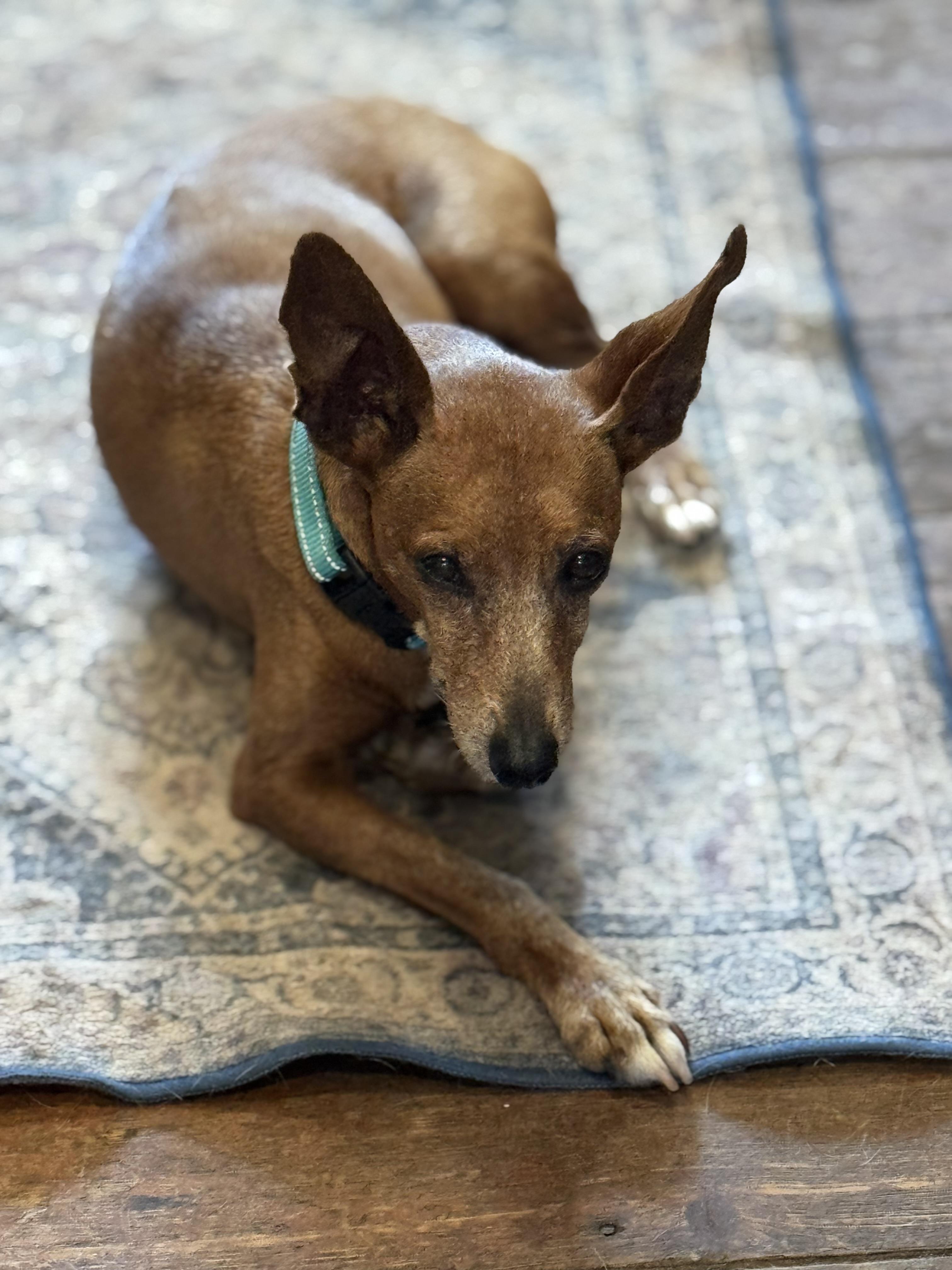 Skinny Joe, Adopted, Senior Male Miniature Pinscher.