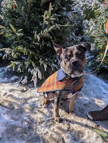 Rosie, Adopted, Young Female American Bulldog & American Staffordshire Terrier.