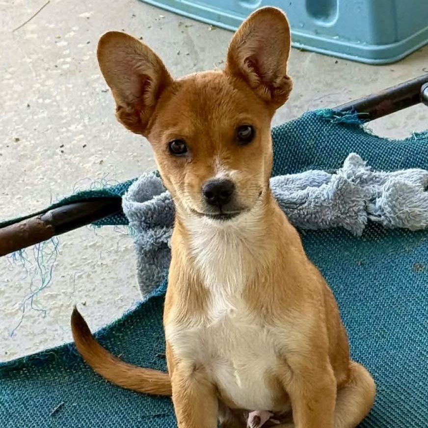 Tod, adopted, Puppy Male Pomeranian & Chihuahua.