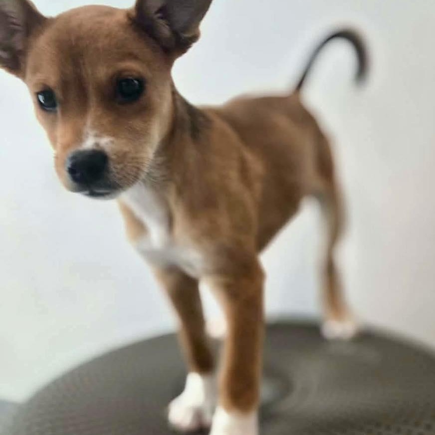 Enlarge Tod, an adopted mixed breed in ISABELA, PR image 5/5