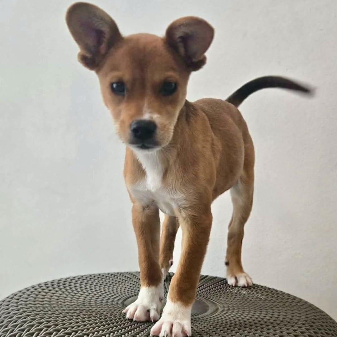 Enlarge Tod, an adopted mixed breed in ISABELA, PR image 3/5