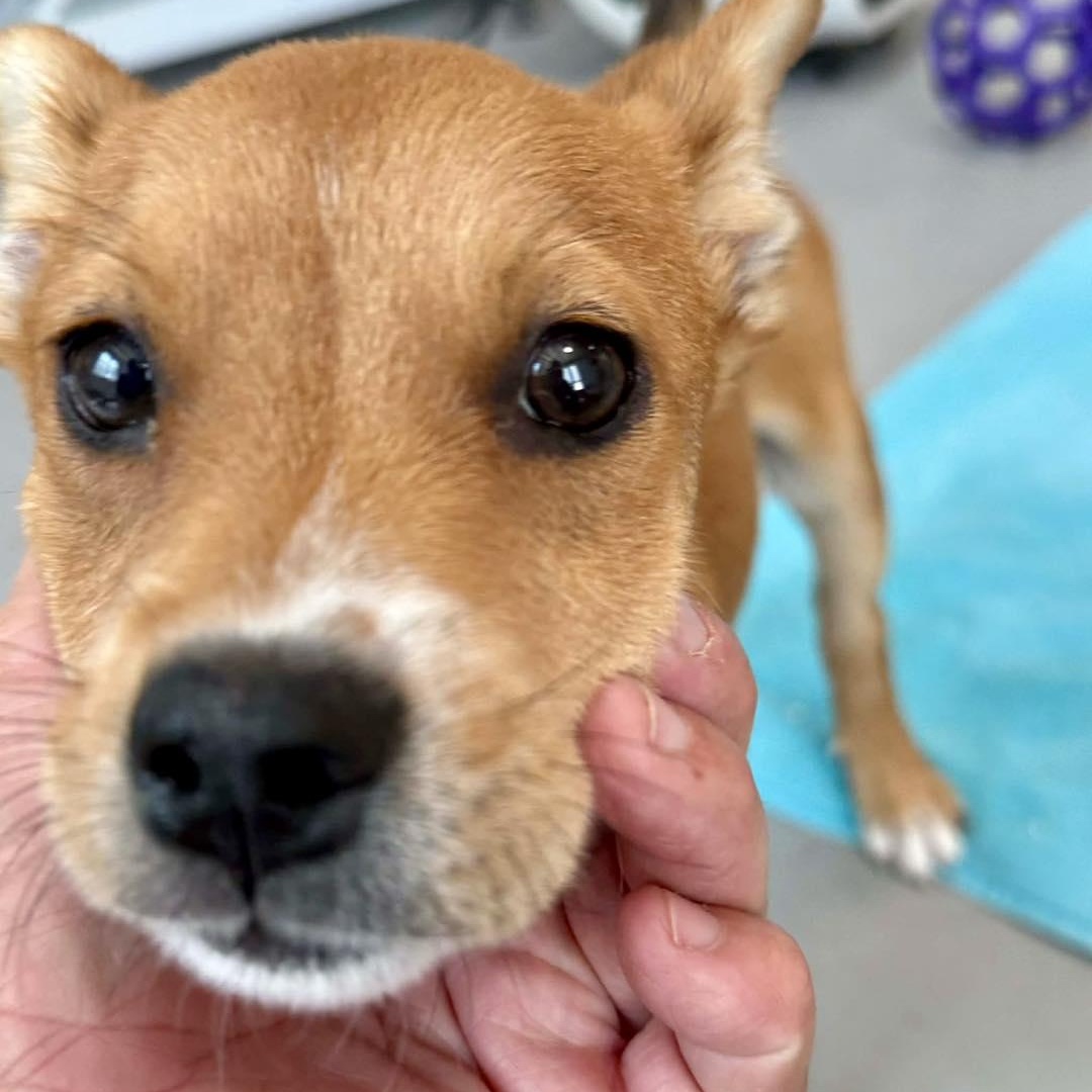 Enlarge Tod, an adopted mixed breed in ISABELA, PR image 4/5