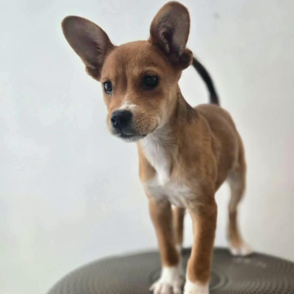 Enlarge Tod, an adopted mixed breed in ISABELA, PR image 2/5